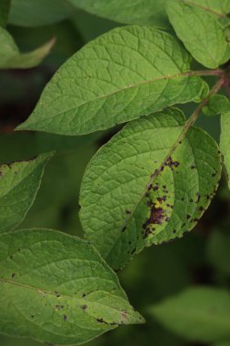 Patates bitkisindeki hastalık geç yanıklık hastalığından kaynaklanıyor. Phytophthora istilası. Yeşil patatesin kahverengi kuru noktaları bitkinin üzerinde