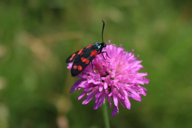 The six-spot burnet butterfly on a pink Scabiosa flower. Zygaena filipendulae clipart