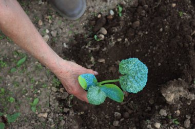 Sebze bahçesine kabak nakli yapan kadın ellerinin ayrıntıları.