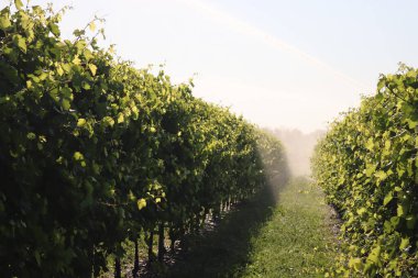 İtalya 'da yaz aylarında güneş ışığına karşı yeşil Pinot üzüm bağında çalışan su sulama sistemi.