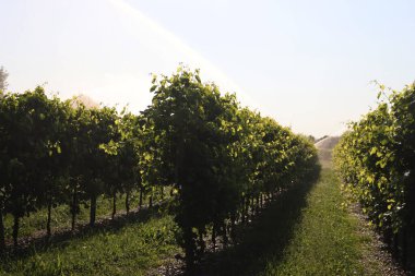 İtalya 'da yaz aylarında güneş ışığına karşı yeşil Pinot üzüm bağında çalışan su sulama sistemi.