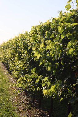 İtalya 'da yaz aylarında güneş ışığına karşı yeşil Pinot üzüm bağında çalışan su sulama sistemi.