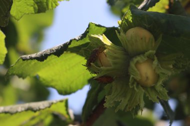 Meyve bahçesindeki fındık ağacında kahverengi marmorlu kalkan böceklerine yakın çekim. Halyomorpha halys böceği 