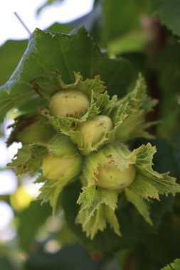Yaz başında dallarda yetişen olgunlaşmamış yeşil fındıklar. Corylus avellana ağacı