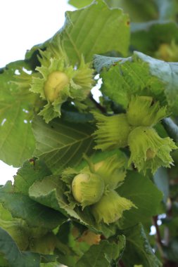 Yaz başında dallarda yetişen olgunlaşmamış yeşil fındıklar. Corylus avellana ağacı