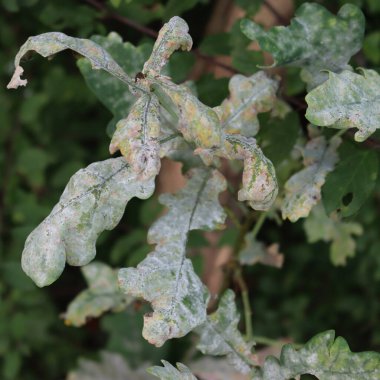Dallarda meşe yaprakları ve pudra küfü hastalığı. Meşe yapraklarındaki beyaz noktalara yakın çekim