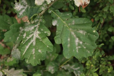 Dallarda meşe yaprakları ve pudra küfü hastalığı. Meşe yapraklarındaki beyaz noktalara yakın çekim