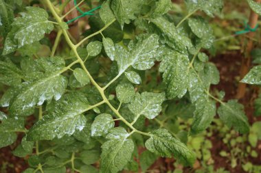 Domates yaprağı ve dallardaki mavi Bordeaux karışımının yakın çekimi. Domates hastalıklarının önleyici tedavisi. 