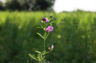 Mor yonca çiçeği tarlada, güneş ışığına doğru. Medicago sativa ekimi yaz aylarında çiçek açar.