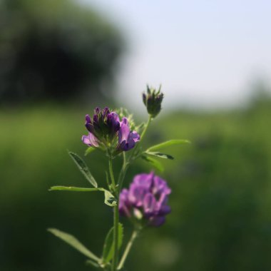 Purple alfalfa flower in the field into the sunlight. Medicago sativa cultivation in bloom on summer clipart