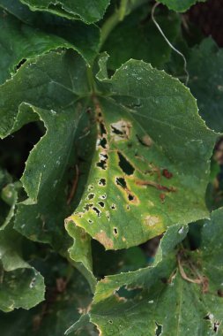 Kahverengi benekli salatalık yaprağının yakın çekimi. Colletotrichum orbiculare ya da salatalık burunlu salatalık ve sebze bahçesinde hastalık.