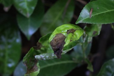 Kiraz ağaçlarının yeşil yaprakları hastalıklı. Prunus laurocerasus ağacı ve yaprakları kahverengi kuru lekeler. 