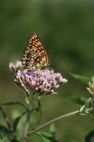 stock image Orange and white butterfly on pink flowers of Hemp-agrimony. Eupatorium cannabinum plant in bloom with Melitaea diamina 