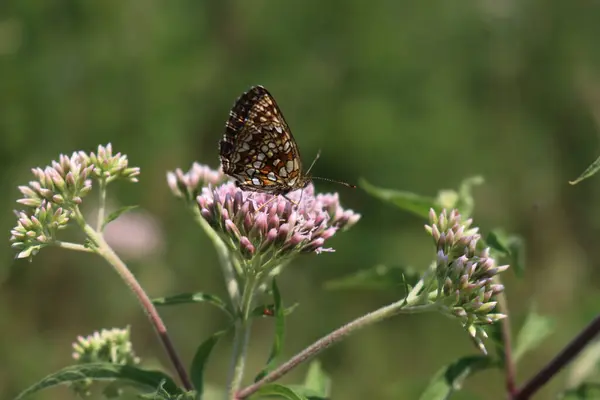 stock image Orange and white butterfly on pink flowers of Hemp-agrimony. Eupatorium cannabinum plant in bloom with Melitaea diamina 