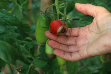 Farmers hands holding ripe and unripe tomatoes with Apical rot disease on plant in the vegetable garden on summer clipart