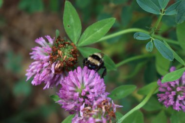 Bahçede Trifolium pratense bağlı bomba. Yazın pembe yonca çiçeğindeki yaban arısı