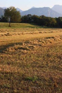 Yonca tarlasını kesmeye hazır olun şafak vakti dağların arkasında balyalanmaya hazır olun. Yaz mevsiminde tarım arazisi