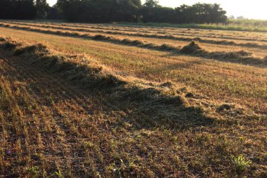 Yonca tarlasını şafakta balyaya hazır hale getirin. Yaz mevsiminde tarım arazisi