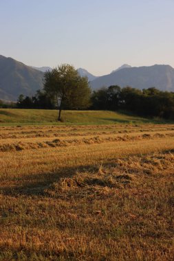 Yonca tarlasını kesmeye hazır olun şafak vakti dağların arkasında balyalanmaya hazır olun. Yaz mevsiminde tarım arazisi