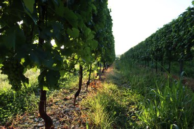 İtalyan Pinot üzümleri yazın güneş ışığına karşı 