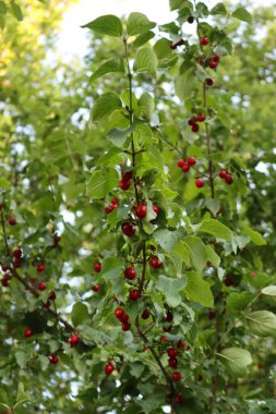 Bahçedeki Cornelian kiraz ağacının olgun meyveleri. Yazın Cornus mas 