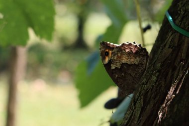 Hipparchia ibnesi ya da Woodland grisi yazın üzüm bağındaki üzüm bağında tereyağı renginde.