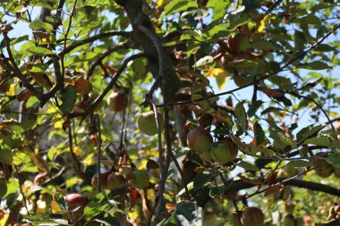 Ağaç dallarında meyveler olan elma ağaçları ve meyve bahçesindeki yaz kuraklığı yüzünden kurumuş yapraklar zarar görmüş. Malus domestica 