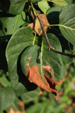 Yaz kuraklığı yüzünden kurumuş leylak yapraklı kuru yapraklar. Bahçede bayat şırınga.