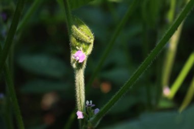 Close-up of Soybean plant in bloom in the field. Detail of pink flowers of soybean plant in to the sunlight. Glycine max  clipart