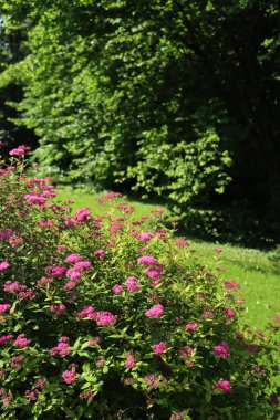Baharda bahçede pembe Japon Spirea ya da Spiraea çiçeği. Güneşli bir günde Spirea japonica
