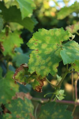 Pinot Gris üzüm bağında üzüm yaprakları üzerinde plazmafara viticola hastalığı. Sarmaşık yaprakları, bir sürü sarı ve kahverengi nokta.