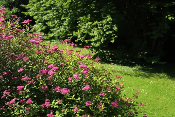 Stock image Pink japanese Spirea or Spiraea flower in the garden on springtime. Spirea japonica on a sunny day