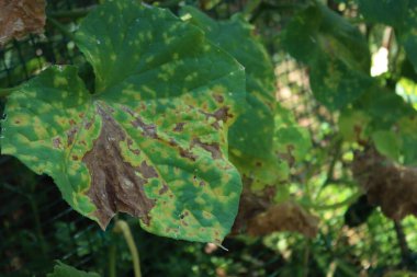 Sebze bahçesinde kahverengi lekeli salatalık yaprağının yakın çekimi. Colletotrichum orbiculare veya cucurbits anthracnose 