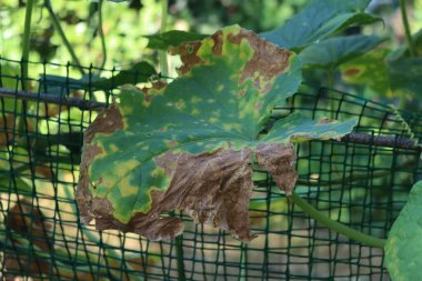 Sebze bahçesinde kahverengi lekeli salatalık yaprağının yakın çekimi. Colletotrichum orbiculare veya cucurbits anthracnose 