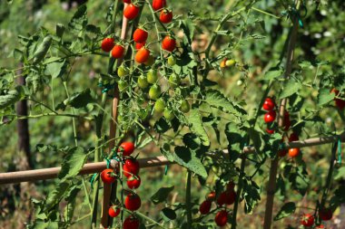  Datterino ya da Cherry domatesleri yazın sebze bahçesinde yetişir.