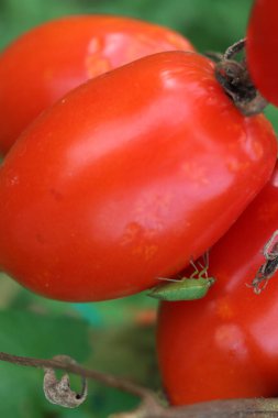 Sebze bahçesindeki kırmızı domatesin üzerindeki yeşil kalkan böceği. Nezara viridula böceği hasar gördü. 