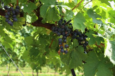 Yazın sonlarında üzüm bağındaki üzüm üzümlerinin üzerine mor ve yeşil Pinot üzümleri yakın plan. 