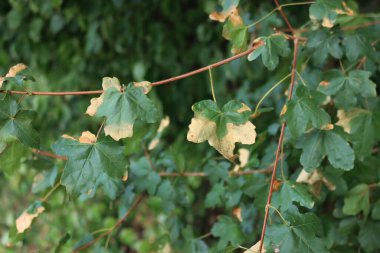 Kuru kahverengi benekli akçaağaç yaz kuraklığı iyon yazında hasar görmüş. Gerçek kampçı. 