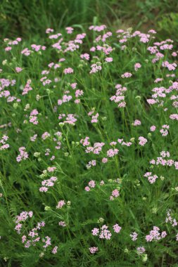 Çayırda bir sürü pembe yarrow çiçeği var. İtalya 'da Achillea Millefolium yaban çiçeği