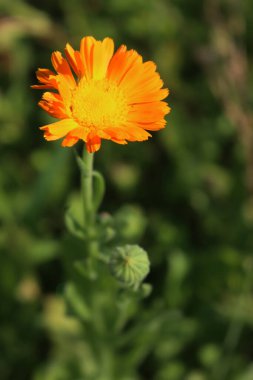Yazın çayırda sarı ve turuncu Calendula çiçeği