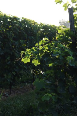 Pinot Gris üzüm bağı yaz sonlarında güneş ışığına karşı