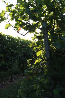 Pinot Gris üzüm bağı yaz sonlarında güneş ışığına karşı