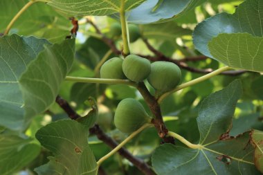 Meyve bahçesindeki ağaçta bir sürü olgunlaşmamış incir. Yaz meyveleri. Ficus carica ağacı