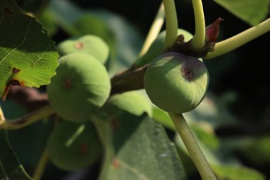 Meyve bahçesindeki ağaçta bir sürü olgunlaşmamış incir. Yaz meyveleri. Ficus carica ağacı