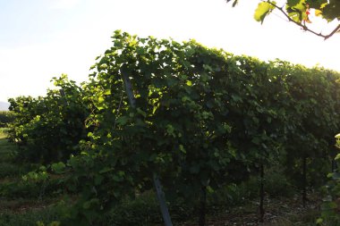 Pinot Gris üzüm bağı yaz sonlarında güneş ışığına karşı