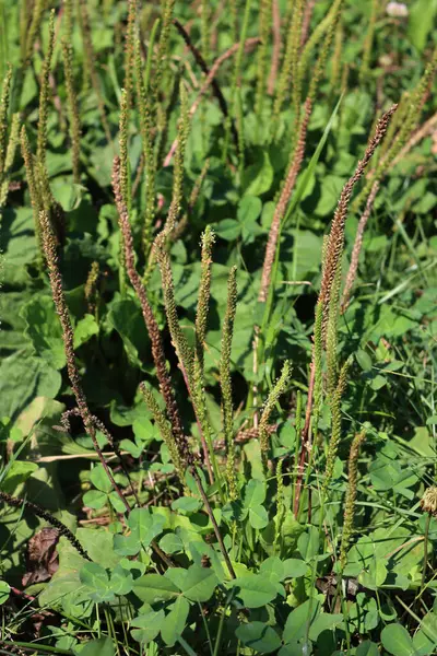 stock image Plantago. Broadleaf plantain plants in the meadow with many flowers on summer