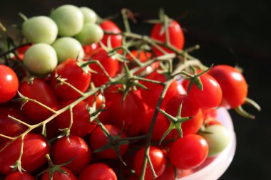  Green and red Datterino or Cherry tomatoes in a plastic bowl against dark background clipart