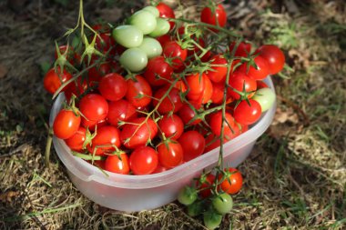 Yazın plastik kasede yeşil ve kırmızı Datterino veya kiraz domatesleri 