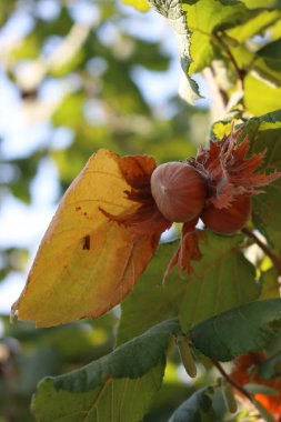 Close up of a cluster of hazelnuts hanging from the branches of a hazel tree. Corylus avellana clipart