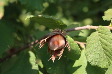 Fındık ağacının dallarından sarkan fındığa yakın dur. Corylus avellana